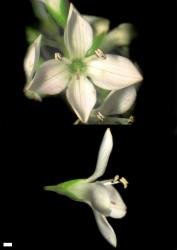 Veronica elliptica. Flowers. Scale = 1 mm.
 Image: W.M. Malcolm © Te Papa CC-BY-NC 3.0 NZ